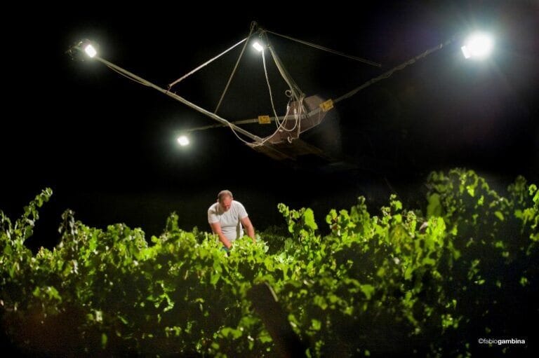 Kako napraviti belo vino sa svežim voćnim karakterom 1 noćna- berba- grožđa-image/jpeg