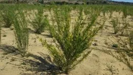 Rooibos Bush-cajna-biljka-image/jpeg