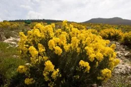 Honeybush-biljka-od-koje-se-dobija-čaj-bez-kofeina