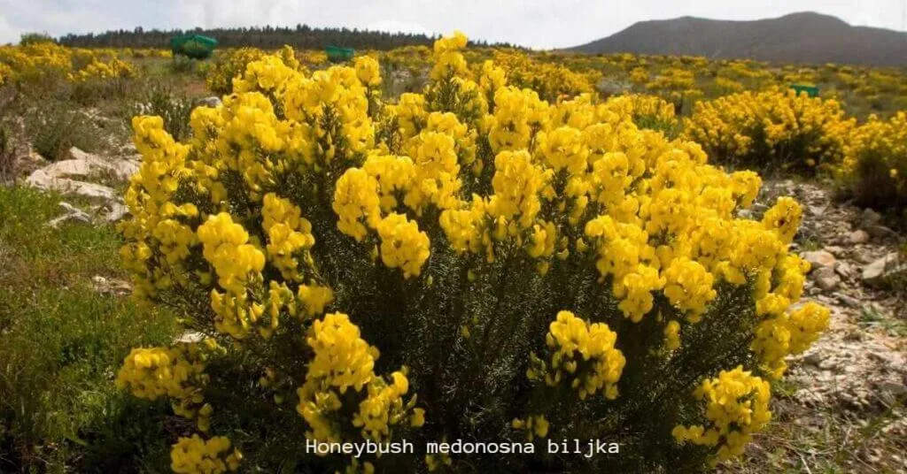 Honeybush-medonosna-biljka-image/jpeg