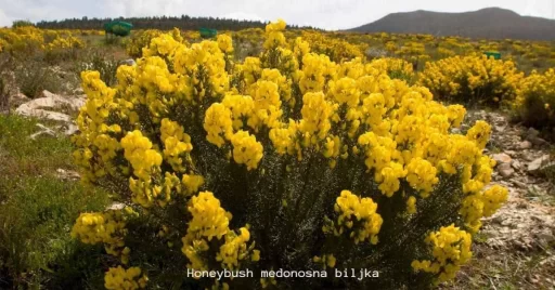 Honeybush-medonosna-biljka-image/jpeg